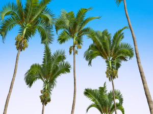 New Plant High detail Areca Catechu Fruit 3D Model