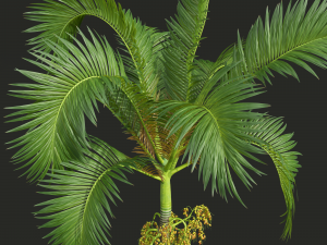 New Plant High detail Areca Catechu Fruit 3D Model