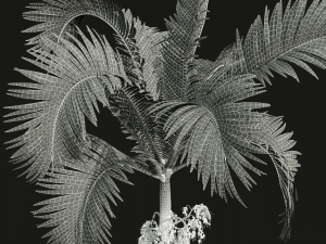 New Plant High detail Areca Catechu Fruit 3D Model