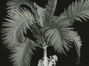 New Plant High detail Areca Catechu Fruit 3D Model
