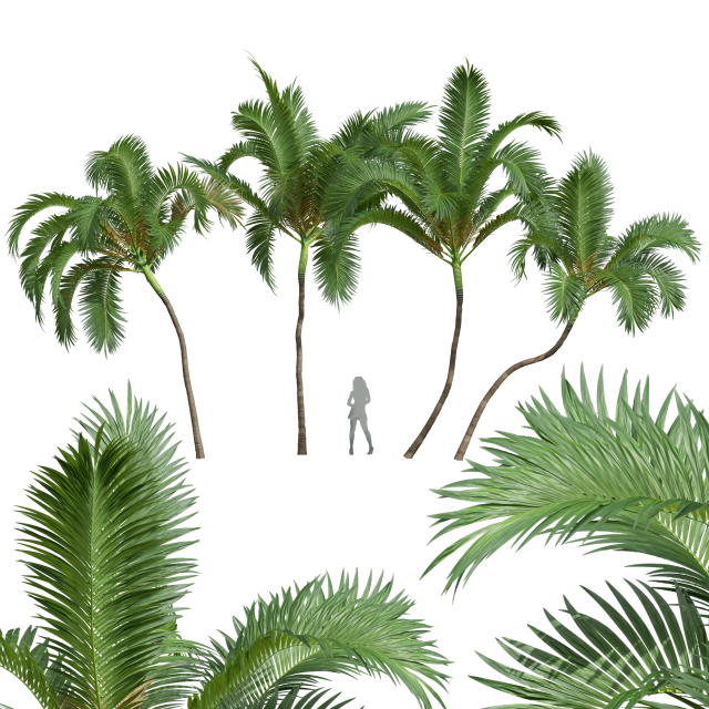 New Plant High detail Areca Catechu Medium 3D 模型 .c4d .max .obj .3ds .fbx .stl .blend 