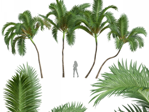 New Plant High detail Areca Catechu Medium Modelo 3D