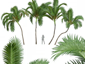 Nieuwe plant Hoog detail Areca Catechu Medium 3D Model