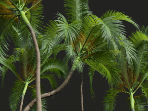 New Plant High detail Areca Catechu Medium 3D 模型
