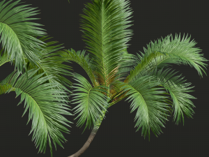New Plant High detail Areca Catechu Medium 3D 模型
