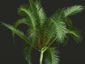 New Plant High detail Areca Catechu Medium 3D 模型