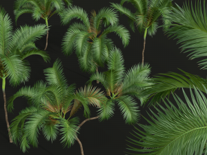 New Plant High detail Areca Catechu Medium 3D 模型