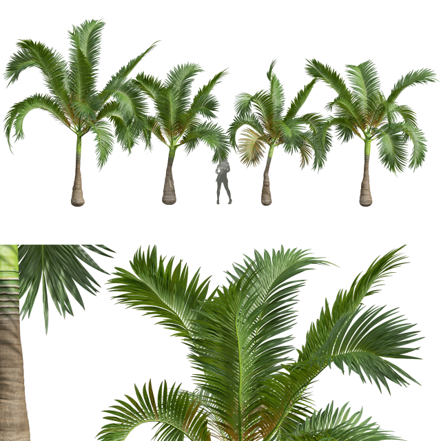 New Plant High detail Areca Catechu Small 3Dモデル .c4d .max .obj .3ds .fbx .stl .blend 