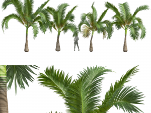 New Plant High detail Areca Catechu Small 3D Model