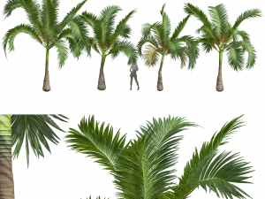 New Plant High detail Areca Catechu Small 3D-Modell