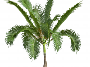 New Plant High detail Areca Catechu Small 3Dモデル