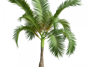 New Plant High detail Areca Catechu Small 3Dモデル