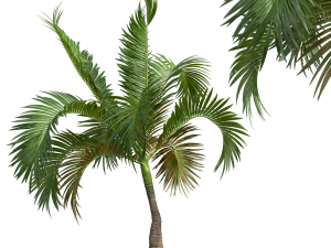 New Plant High detail Areca Catechu Small 3Dモデル