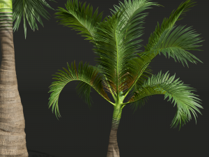 New Plant High detail Areca Catechu Small 3Dモデル