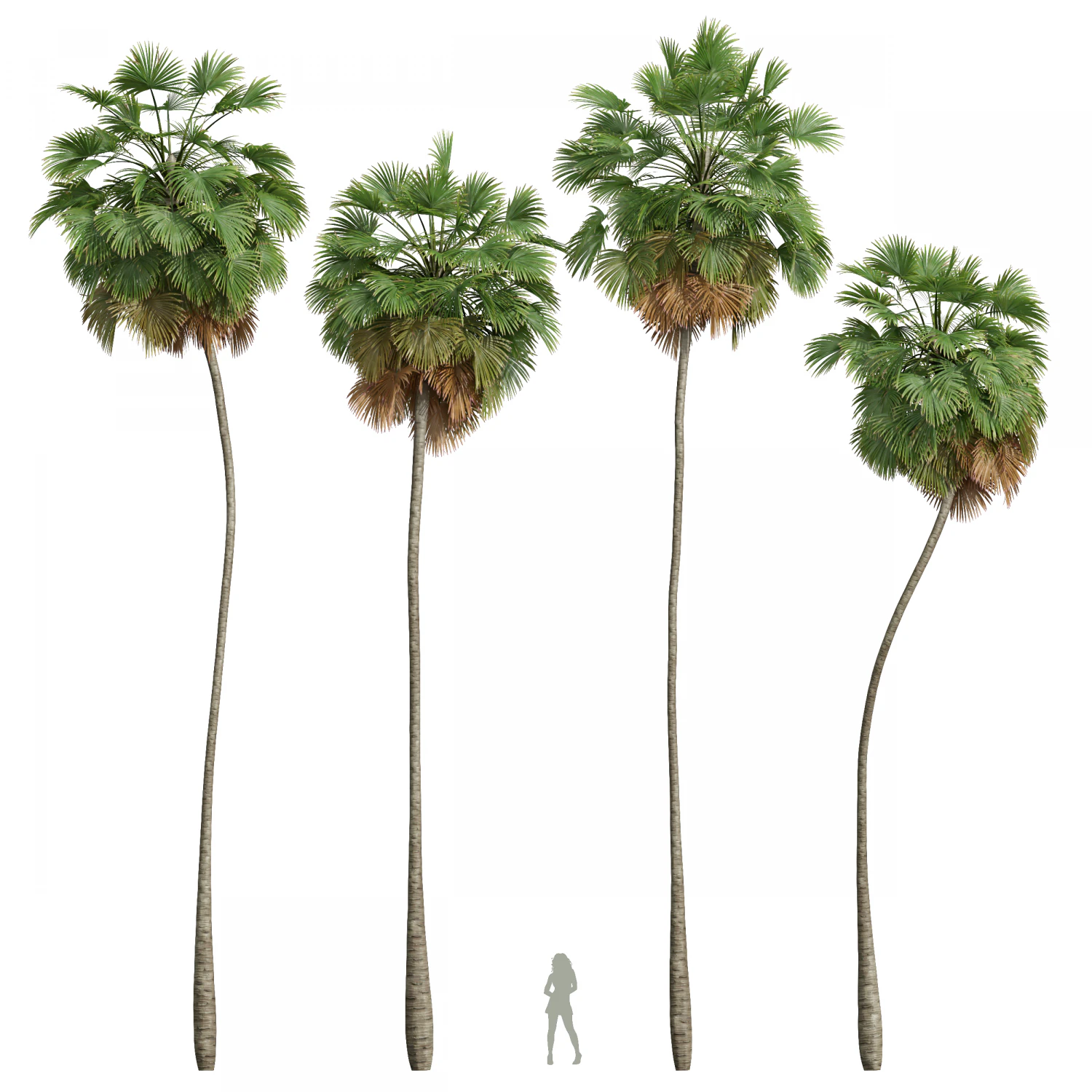 New Plant High detail Borassus Flabellifer 3D Model .c4d .max .obj .3ds .fbx .stl .blend