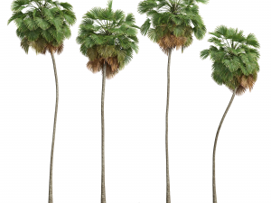 New Plant High detail Borassus Flabellifer 3D-Modell