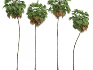 Nueva Planta Alto detalle Borassus Flabellifer Modelo 3D