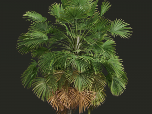 New Plant High detail Borassus Flabellifer 3D Модель
