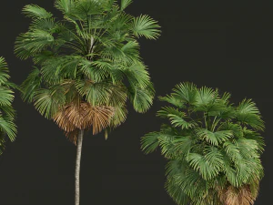 New Plant High detail Borassus Flabellifer 3D Model