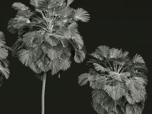 New Plant High detail Borassus Flabellifer 3D Модель