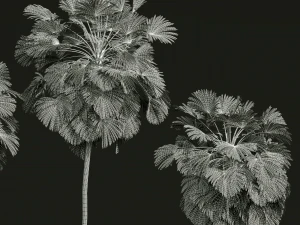 New Plant High detail Borassus Flabellifer 3D Model