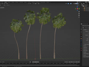 New Plant High detail Borassus Flabellifer 3D Model