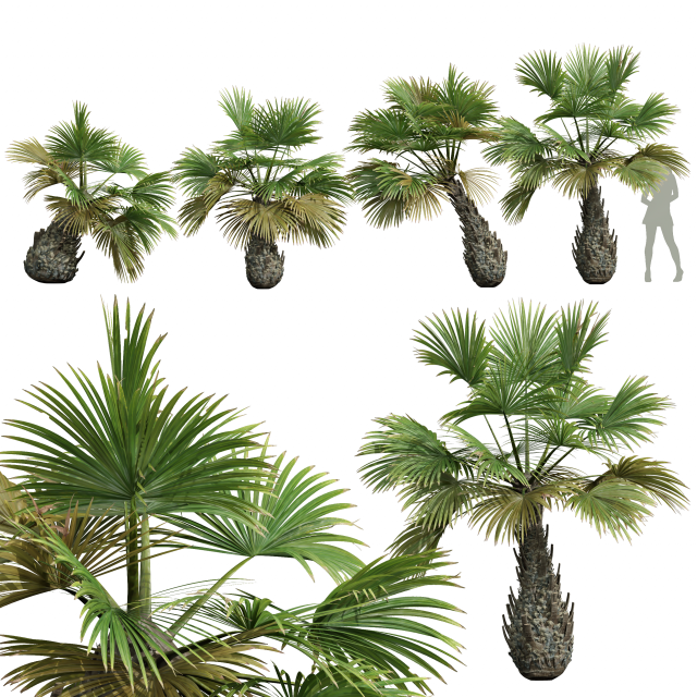 New Plant High detail Borassus Flabellifer Decorative Garden 3D Model .c4d .max .obj .3ds .fbx .stl .blend 