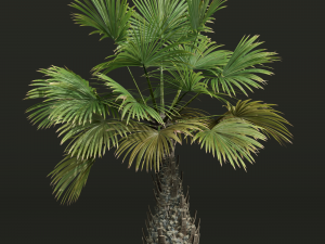 New Plant High detail Borassus Flabellifer Decorative Garden 3D Model