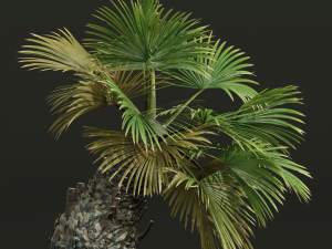 New Plant High detail Borassus Flabellifer Decorative Garden 3D Model