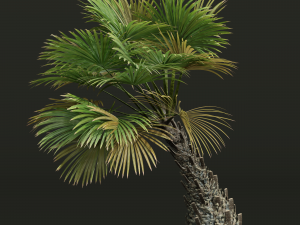 New Plant High detail Borassus Flabellifer Decorative Garden 3D Model