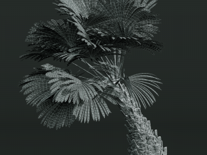 New Plant High detail Borassus Flabellifer Decorative Garden 3D Model