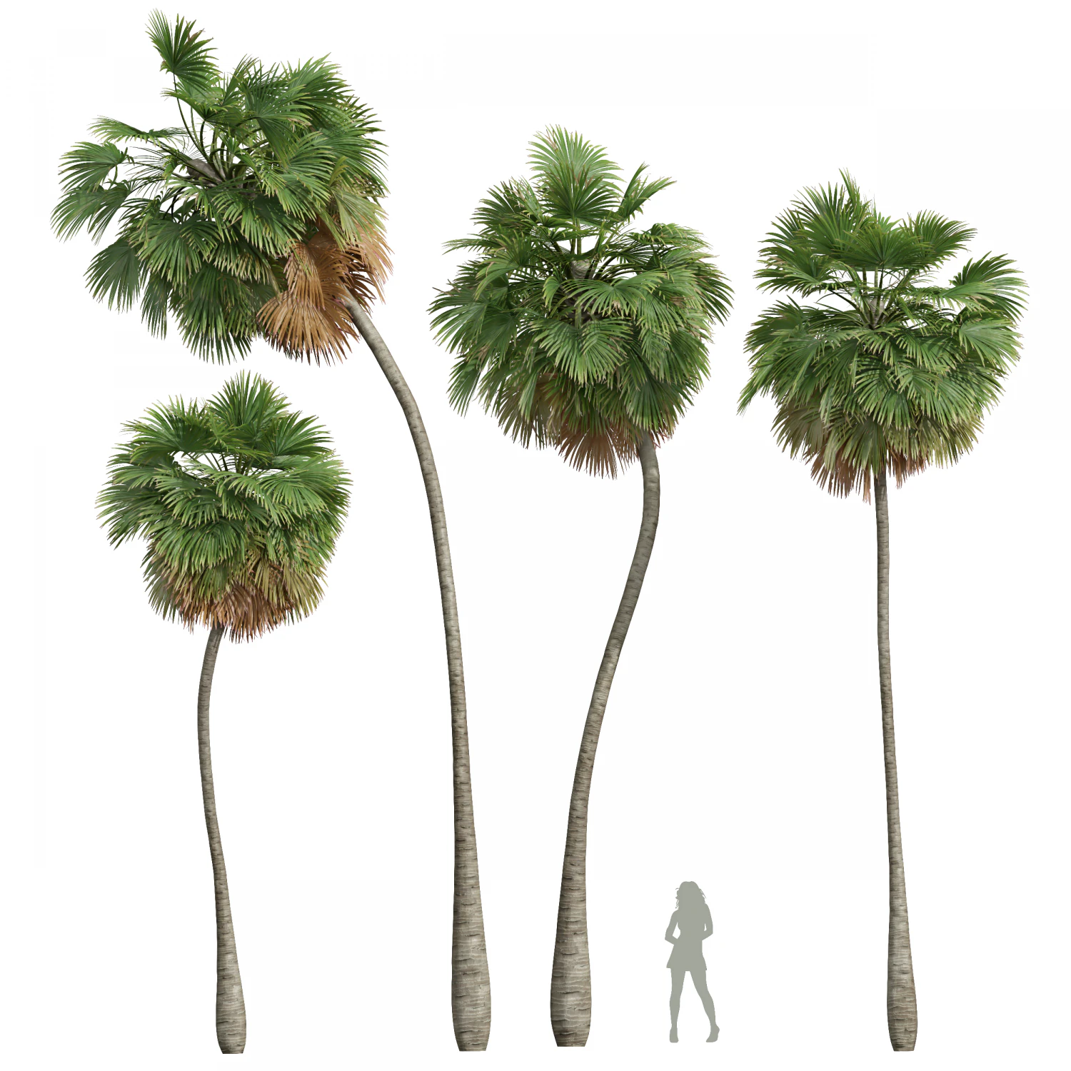 New Plant High detail Borassus Flabellifer Medium 3D Model .c4d .max .obj .3ds .fbx .stl .blend 