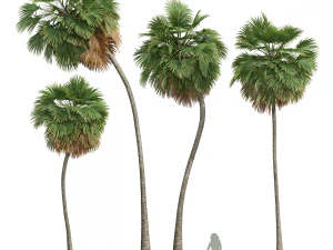 새로운 식물 높은 디테일 Borassus Flabellifer Medium 3D 모델