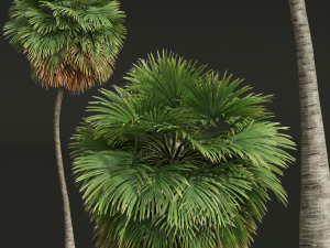 New Plant High detail Borassus Flabellifer Medium 3D-Modell