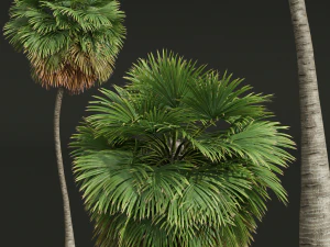 New Plant High detail Borassus Flabellifer Medium 3D Model