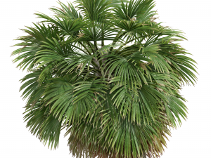 New Plant High detail Borassus Flabellifer Medium 3D-Modell
