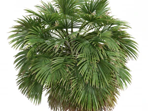 New Plant High detail Borassus Flabellifer Medium 3D Model
