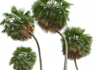 New Plant High detail Borassus Flabellifer Medium 3D Model