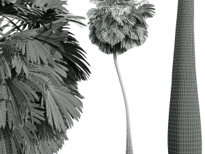 New Plant High detail Borassus Flabellifer Medium 3D-Modell