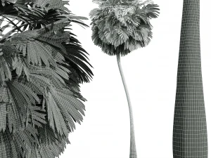 New Plant High detail Borassus Flabellifer Medium 3D Model