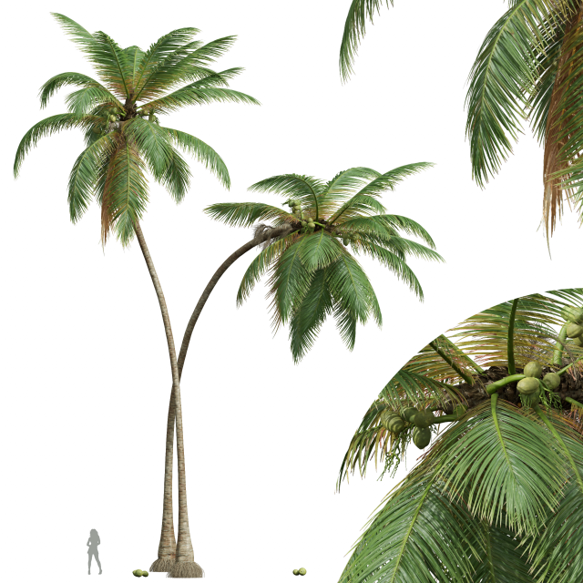 New Plant High detail Cocos Nucifera 3D Model .c4d .max .obj .3ds .fbx .stl .blend 