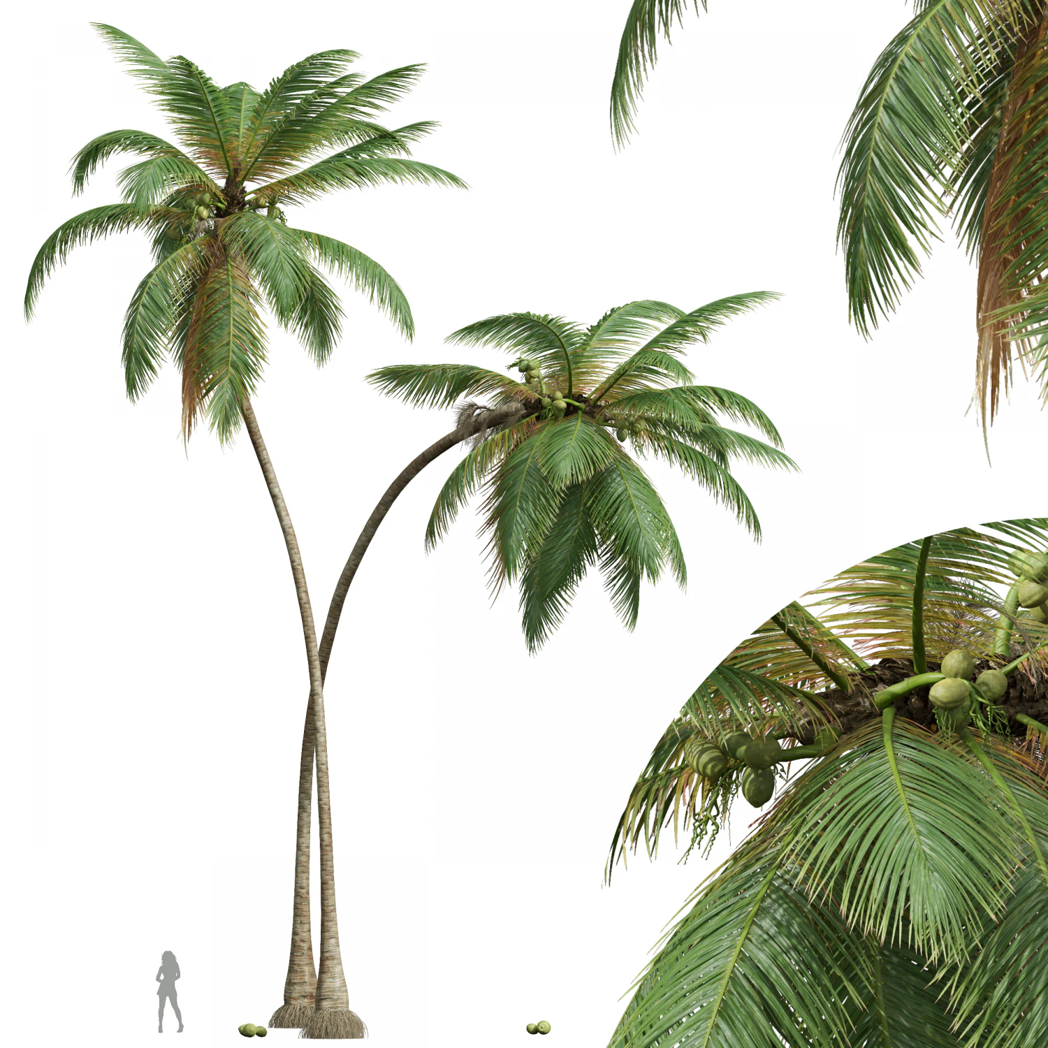 New Plant High detail Cocos Nucifera 3D Model .c4d .max .obj .3ds .fbx .stl .blend 