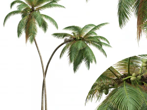 Pabrik Baru Detail Tinggi Cocos Nucifera Model 3D