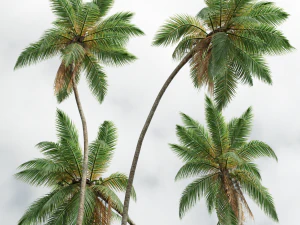 New Plant High detail Cocos Nucifera 3D Model