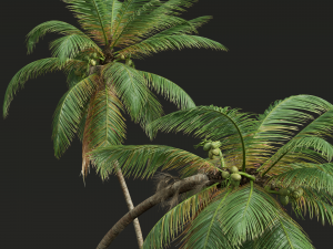 New Plant High detail Cocos Nucifera 3D Model