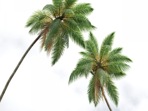 New Plant High detail Cocos Nucifera 3D Model