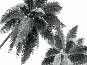 New Plant High detail Cocos Nucifera 3D Model