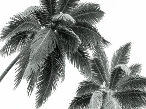 New Plant High detail Cocos Nucifera 3D Model