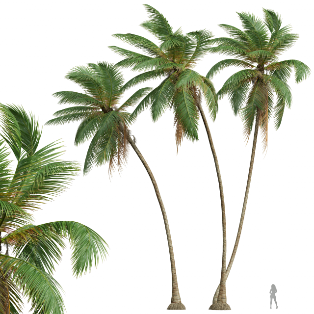 New Plant High detail Cocos Nucifera Windy 3D 모델 .c4d .max .obj .3ds .fbx .stl .blend 