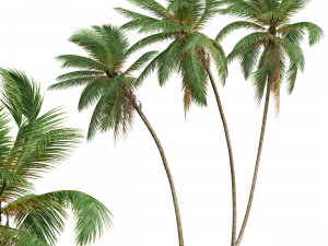 New Plant High detail Cocos Nucifera Windy 3D Model